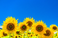 合格者イラスト