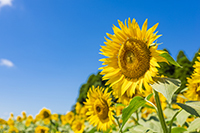 合格者イラスト