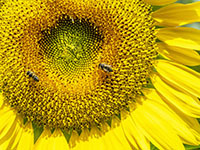 合格者イラスト