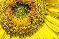 合格者イラスト