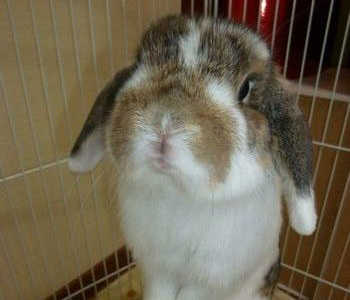 我が家の応援団うさぎのモカです。