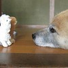 愛犬です。小学生の頃から飼ってます。