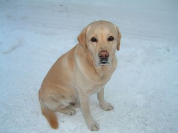 写真は、私の合格発表の最後までずっと見守ってくれていて、先日、他界した愛犬です。